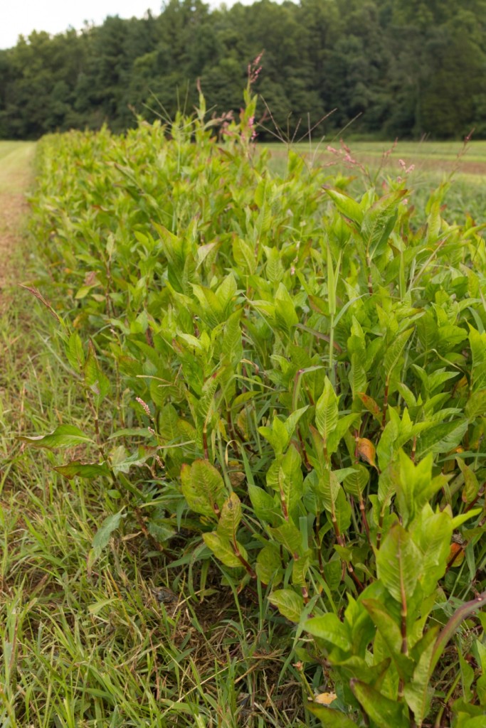 This row of plants has all the tell-tale signs of stress - diminished leaf growth, yellowish leaves that point upwards and are turning red on the edges, and early onset of flowers.