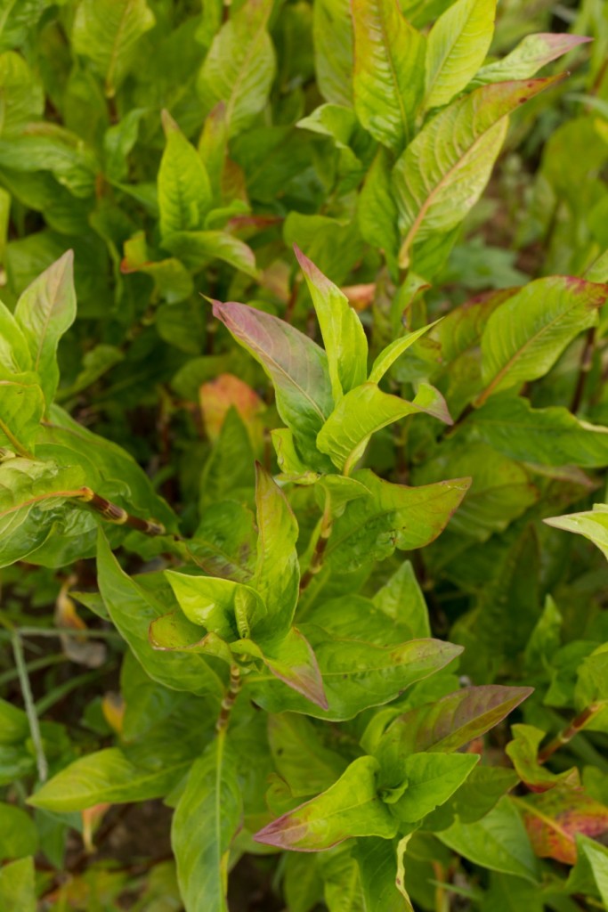 The plants are showing tell-tale symptoms of stress - leaves pointing upwards and yellowing with red on the edges. Because we had lots of rain this year, my guess is that the soil is nitrogen-deficient.