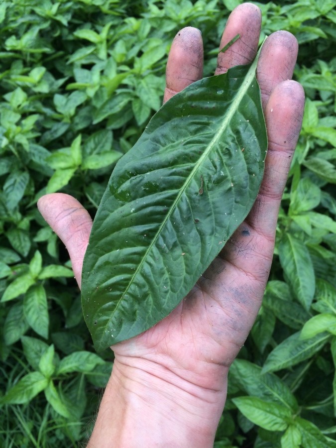 A fully grown healthy indigo leaf - this one is about 7" long and a deep, rich green.