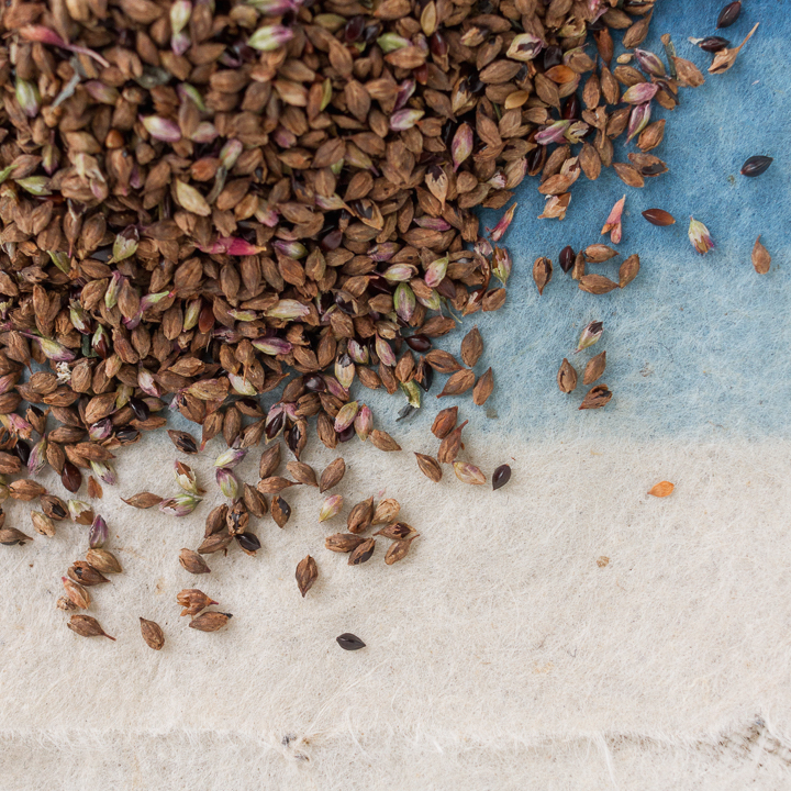 Detail of indigo seeds