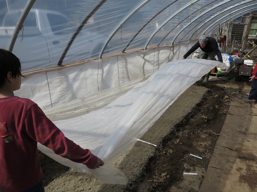 Covering the seedling bed with a seedling sheet.